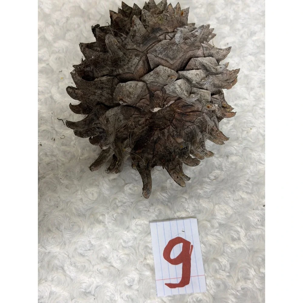Giant‎ Pinus Sabiniana Pine Cone 7-10 INCHES